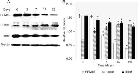 A Western Blot Showing The Effect Of Denervation Of Rat Gastrocnemius