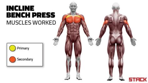 Do The Incline Bench Press for a Stronger and Bigger Chest (With Form ...