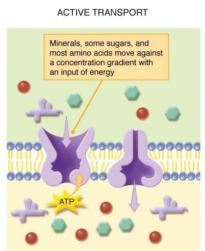 Facilitated Diffusion & Active Transport | SchoolWorkHelper