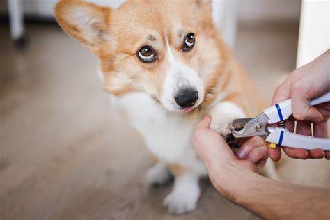 How to have a stress-free dog nail trim - AZ Dog Sports