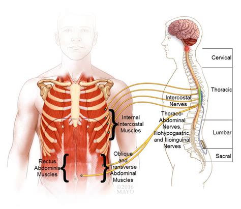 Figure 1 from Review of Epidural Spinal Cord Stimulation for Augmenting Cough after Spinal Cord ...