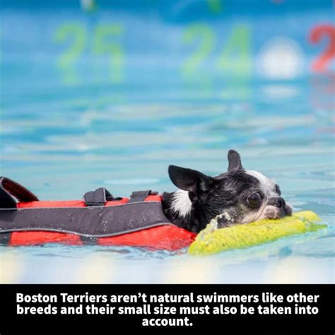 Can Boston Terriers Swim? [Training Tips and Water Safety] - Terrier Owner