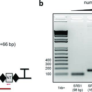 Colony Pcr Cpcr Screen For Crispathbrick Constructs Demonstrating