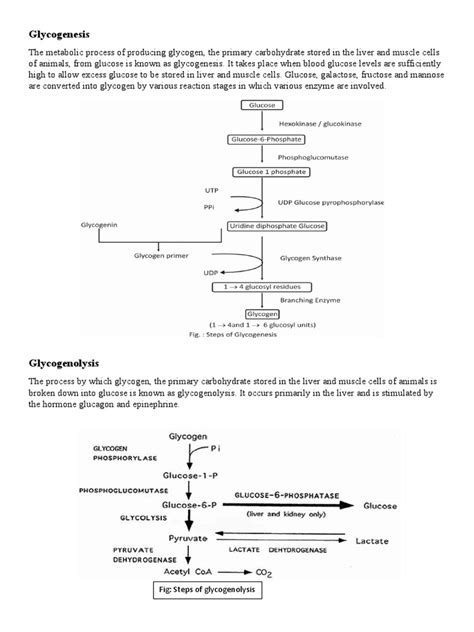 Glycogenesis: Fig: Steps of Glycogenolysis | PDF | Metabolism | Glucose