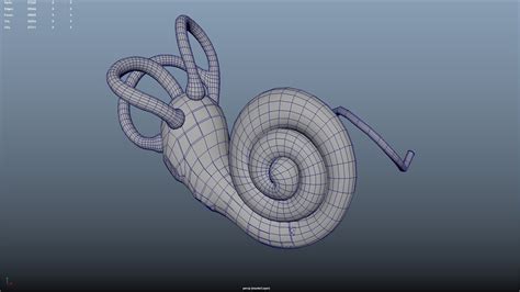 3d Human Ear Cochlea Section Model Turbosquid 2190651