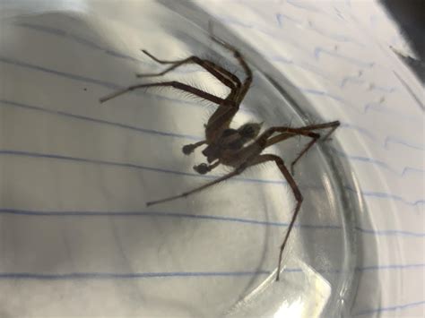 Brown Recluse? Philadelphia, PA : r/whatsthisbug