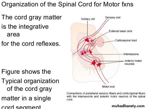 Spinal Cord Docx D Noor Muhadharaty