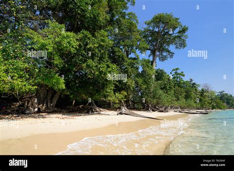 Virgin Lalaji Beach At Long Island Andaman And Nicobar Islands India