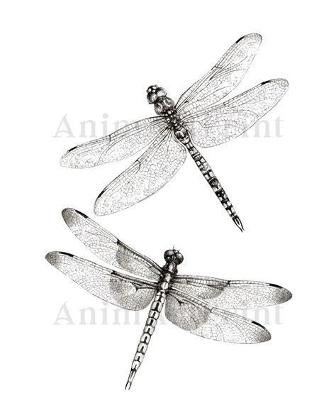 Dragonfly Art Print Set Of 3 Black And White Wall Art Etsy