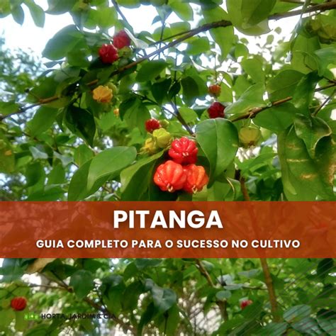 Segredos Do Cultivo De Pitanga Torne Se Um Mestre Na Arte Da Produ O