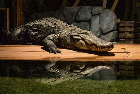 Mighty Mike The 800 Pound Alligator Joins Odysea Aquarium Near Scottsdale