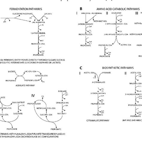 (PDF) Microbial Propionic Acid Production