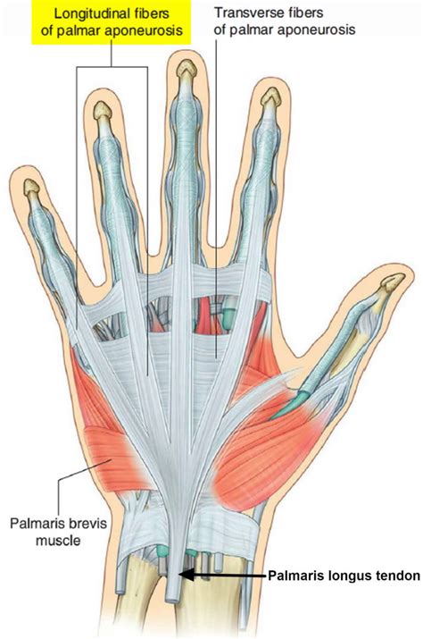 Dupuytrens Contracture Causes Symptoms Treatment