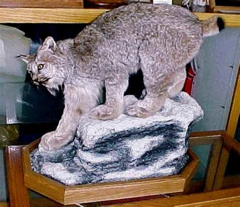 Lynx Life Size Habitat | Alaska Wilderness Arts and Taxidermy