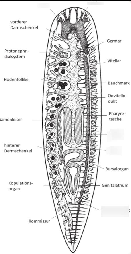 Schaubild Vorlesung Plathelmintes Turbellaria Quizlet