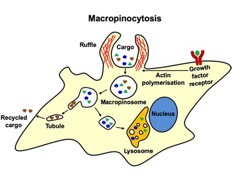 Membranes Free Full Text Macropinocytosis In Different Cell Types