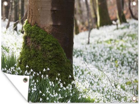 Tuin Decoratie Een Veld Vol Met Sneeuwklokjes Tegen Bomen X Cm