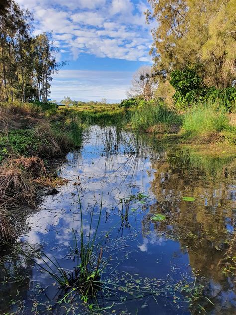 Wetland Recovery - Cedar Grove Landcare