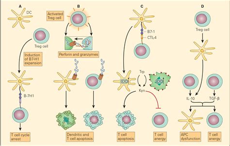 Immune Response To Cancer Immunopaedia