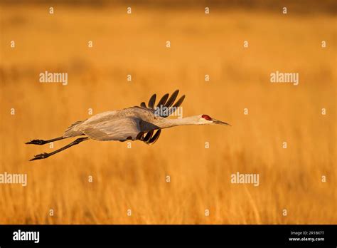 Sandhill Crane Sandhill Cranes Grus Canadensis Crane Birds