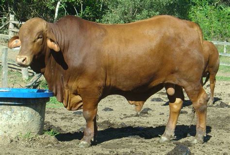 Parawanga Droughtmaster Stud Cattle Sales