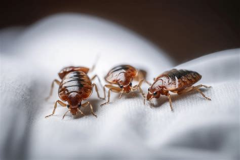 Limination Des Punaises De Lit M Thodes Naturelles Et Efficaces Sans