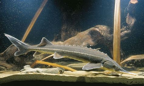 Sturgeon more critically endangered than any other group of species | IUCN