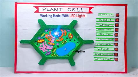 Plant Cell Model Working Model Using Led Lights Science Project For