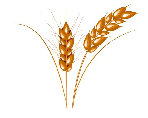 Wheat Png Image Purepng Free Transparent Cc0 Png Image Library