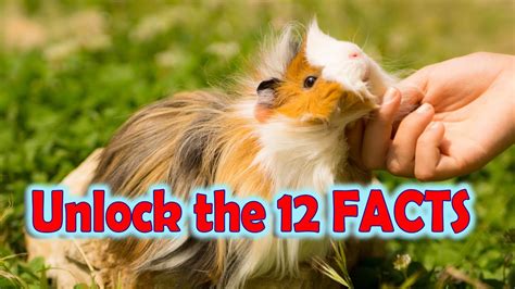 Unlocking The Charm 12 Fascinating Facts About Guinea Pigs That Will