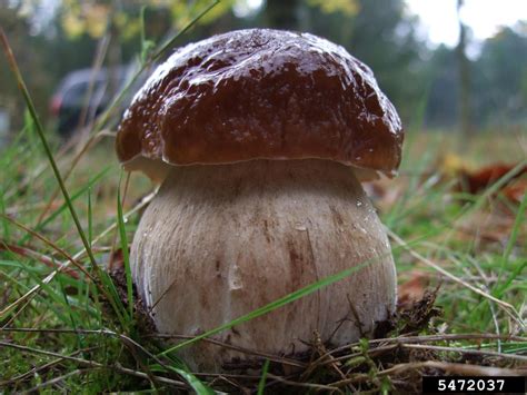 Boletus Mushroom Boletus Spp Boletales Boletaceae