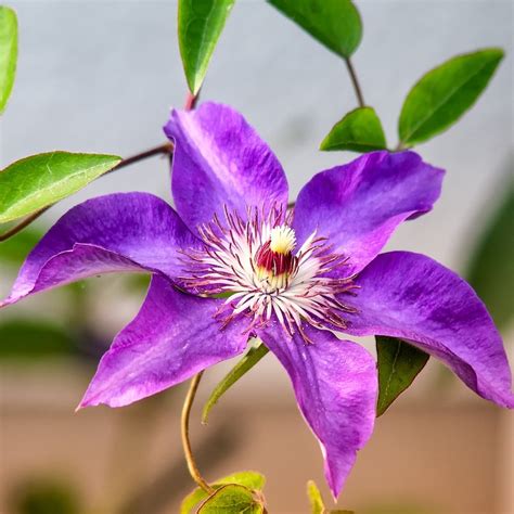 Clematis The President Yew Tree Garden Centre