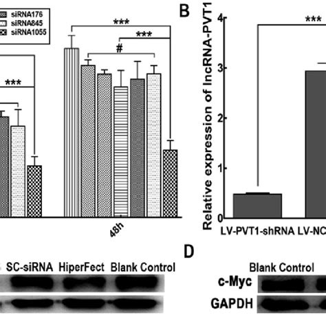 Effect Of Pvt1 Knockdown On The Proliferation And Cell Cycle