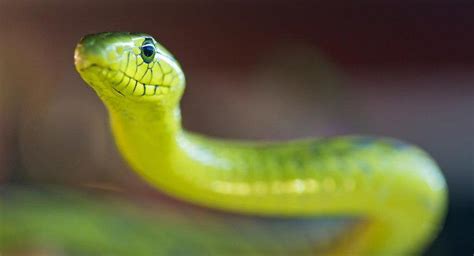 Qu Est Ce Qu Un Serpent Mamba Vert