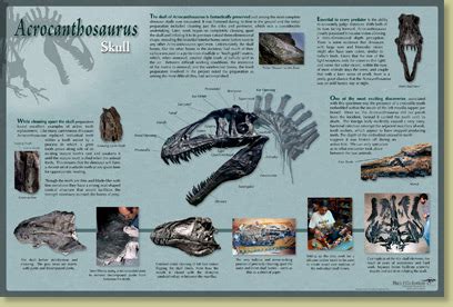 Acrocanthosaurus atokensis Skeleton – Skull Poster – Media Display ...