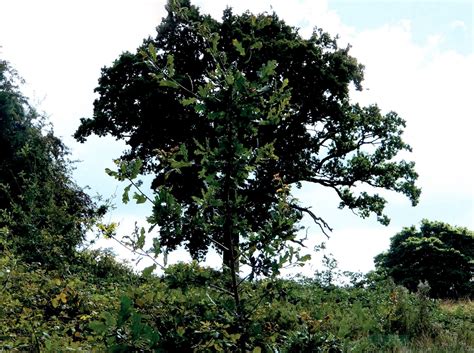 The tree planting debate - Tree Care Supporters