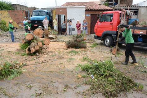 CONQUISTA Semma realiza podas análise e remoção de árvores em mais