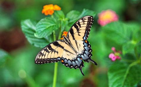 Funeral Poems About Butterflies Mark Your Occasion