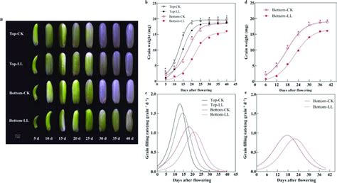 Growth And Development Of Rice Grain And Grain Filling Under Ll In 2020