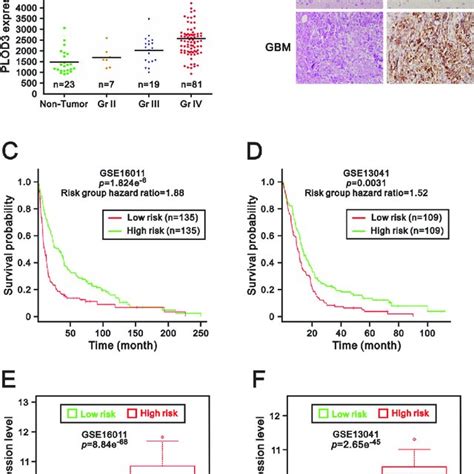 The Effect Of Plod3 Knockdown On Glioma Cell Proliferation And Cell