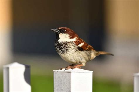 italian sparrow national bird  italy   animals