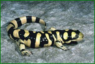 Kansas State Amphibian, Barred Tiger Salamander (Ambystoma tigrinum ...