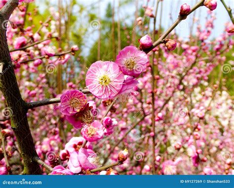 Cherry blossom viewing stock image. Image of natural - 69127269