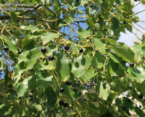 Cinnamomum Camphora Camphor Tree Camphor Laurel