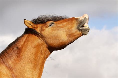 Horse smile stock image. Image of chestnut, movement - 11413561