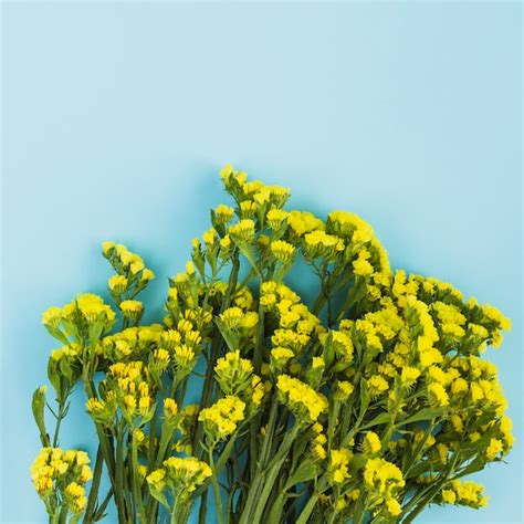 Free Photo Bunch Of Tiny Yellow Flowers On Blue Background