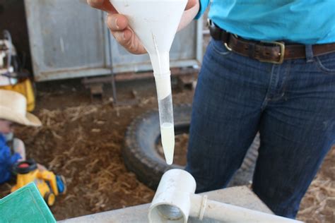 Semen Testing Bulls Central Station