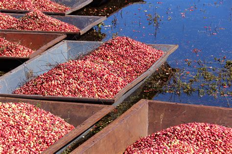 White Cranberries - Muskoka Lakes Farm & Winery