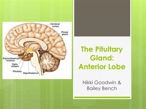 Ppt The Pituitary Gland Anterior Lobe Powerpoint Presentation Free