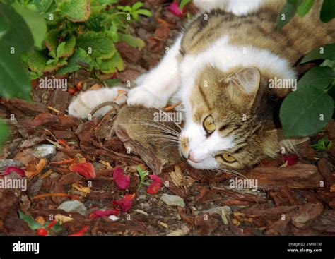 Katze Mit Einer Maus Im Mund Fotos Und Bildmaterial In Hoher